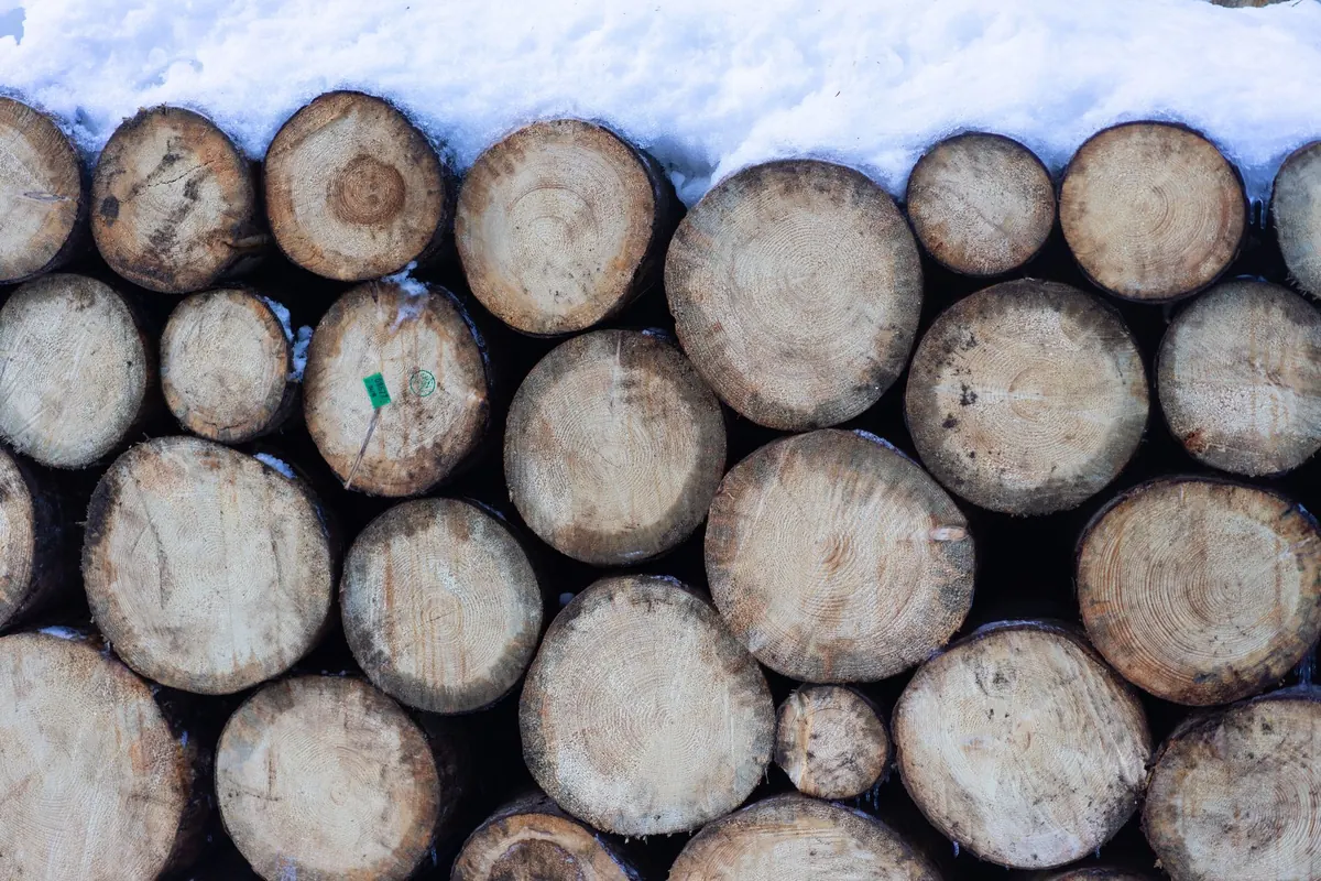 Firewood BTU Comparison: Oak, Maple, Ash, Pine, and Birch